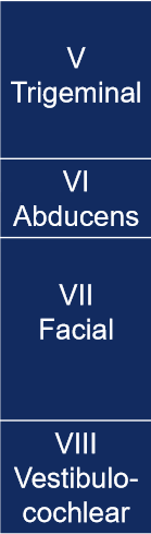 <ul><li><p>nuclei</p></li><li><p>sensory or motor</p></li><li><p>parasympathetic or not</p></li><li><p>function </p></li></ul><p></p>