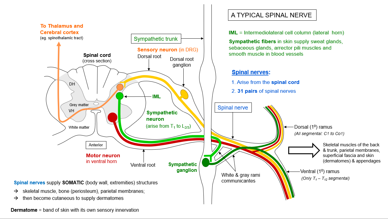 <p>Describe what is going on in the sympathetic neuron of this diagram</p>