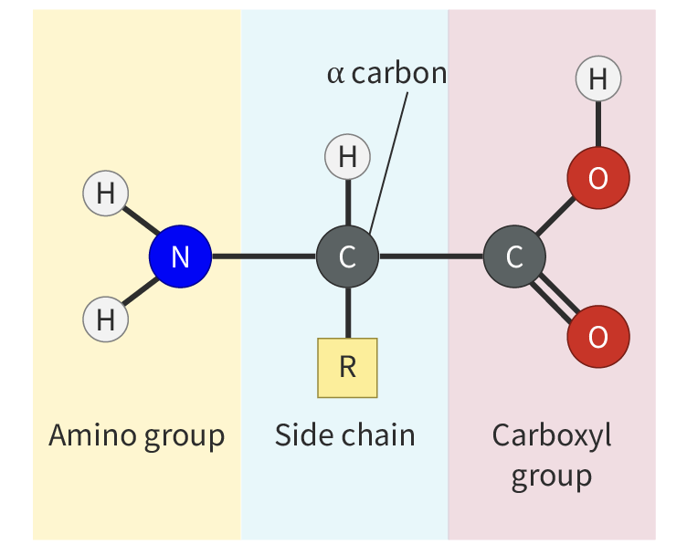 <p><span><span>The central carbon is known as the alpha (α) carbon and it is covalently bonded to four different chemical groups:</span></span></p><ul><li><p><span><span>a carboxyl group (–COOH)</span></span></p></li><li><p><span><span>an amino group (–NH</span><sub><span>2</span></sub><span>)</span></span></p></li><li><p><span><span>a hydrogen atom (–H)</span></span></p></li><li><p><span><span>a unique organic side chain called the R - group</span></span></p><p></p><p><span><span>.</span></span></p></li></ul><p></p>