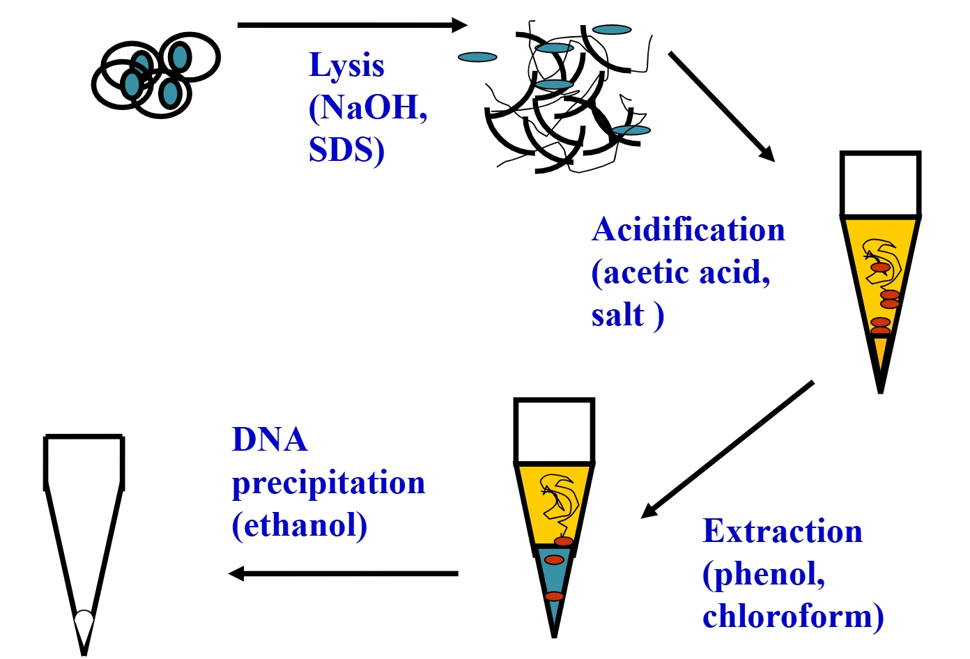 <p>acetic acid, salt</p>