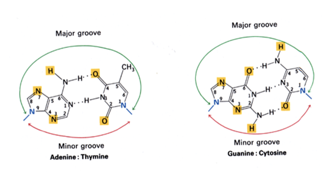 <ul><li><p>the major and minor grooves are important in gene expression and epigenetics</p></li></ul><p></p>