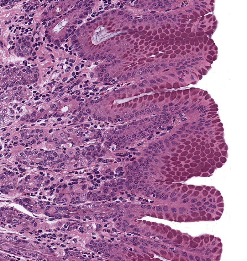 <p>histology</p>