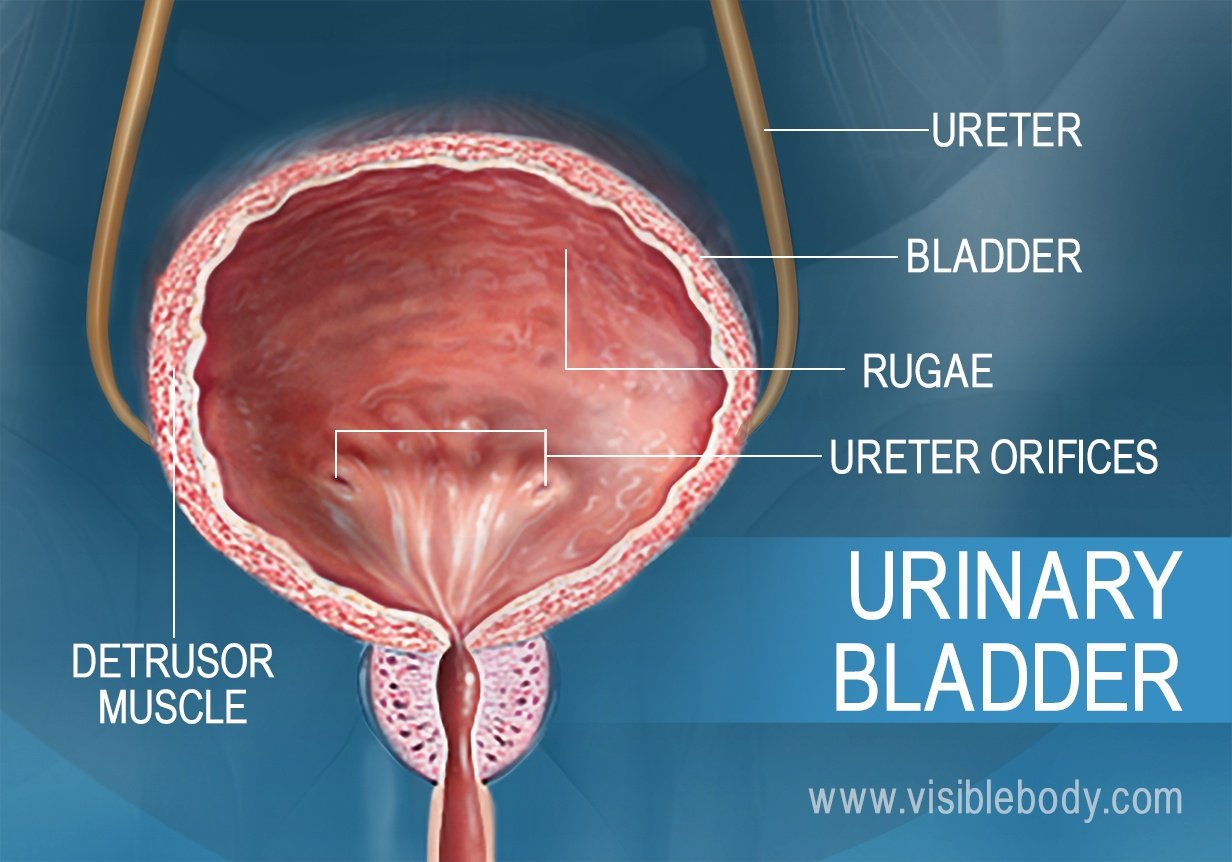 <p><strong>URINARY BLADDER</strong></p>