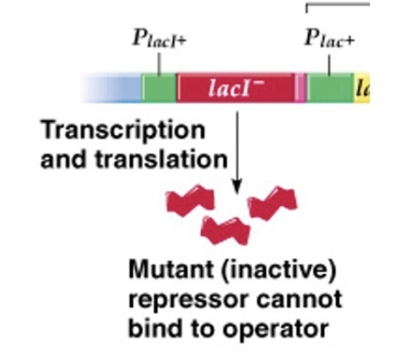 <p>inactive repressor can't bind to operator</p>