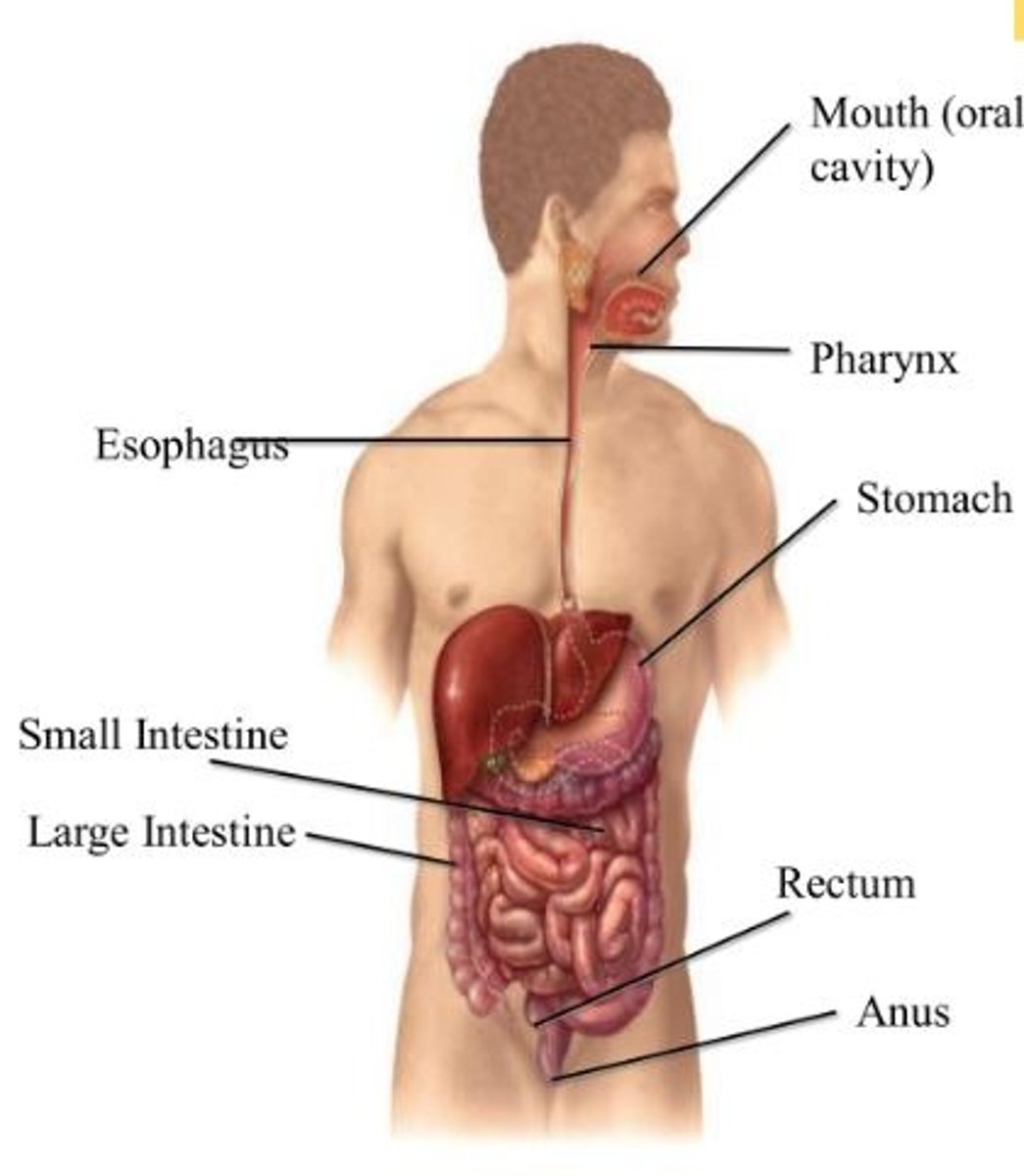 <p>- Hollow 'tube' running from the mouth to anus where food travels along<br><br>Oral Cavity -&gt; Esophagus -&gt; Stomach -&gt; Small Intestine -&gt; Large Intestine -&gt; Anus</p>