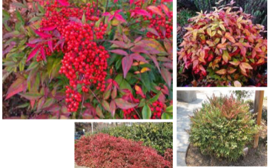 <p>-yellow to scarlet foliage in fall -clusters of red to yellow berries in fall -many cultivars</p>