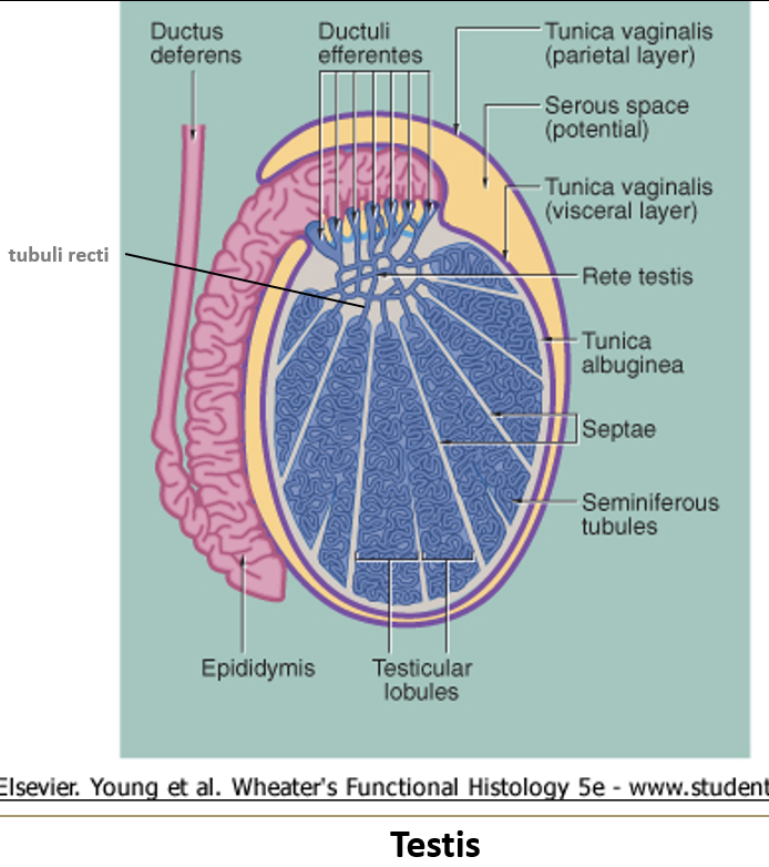 <p><strong>Straight tubules</strong> that connect seminiferous tubules to the rete testis. They start with <strong>Sertoli cells</strong> and transition to <strong>cuboidal epithelium</strong>.</p>