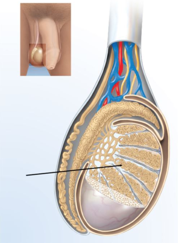 <p>What is the tubular structure indicated in the figure?</p>