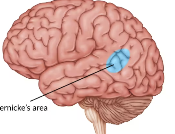 <p>posterior part of superior temporal gyrus/inferior parietal lobe; receptive speech/work comprehension or formulation</p>