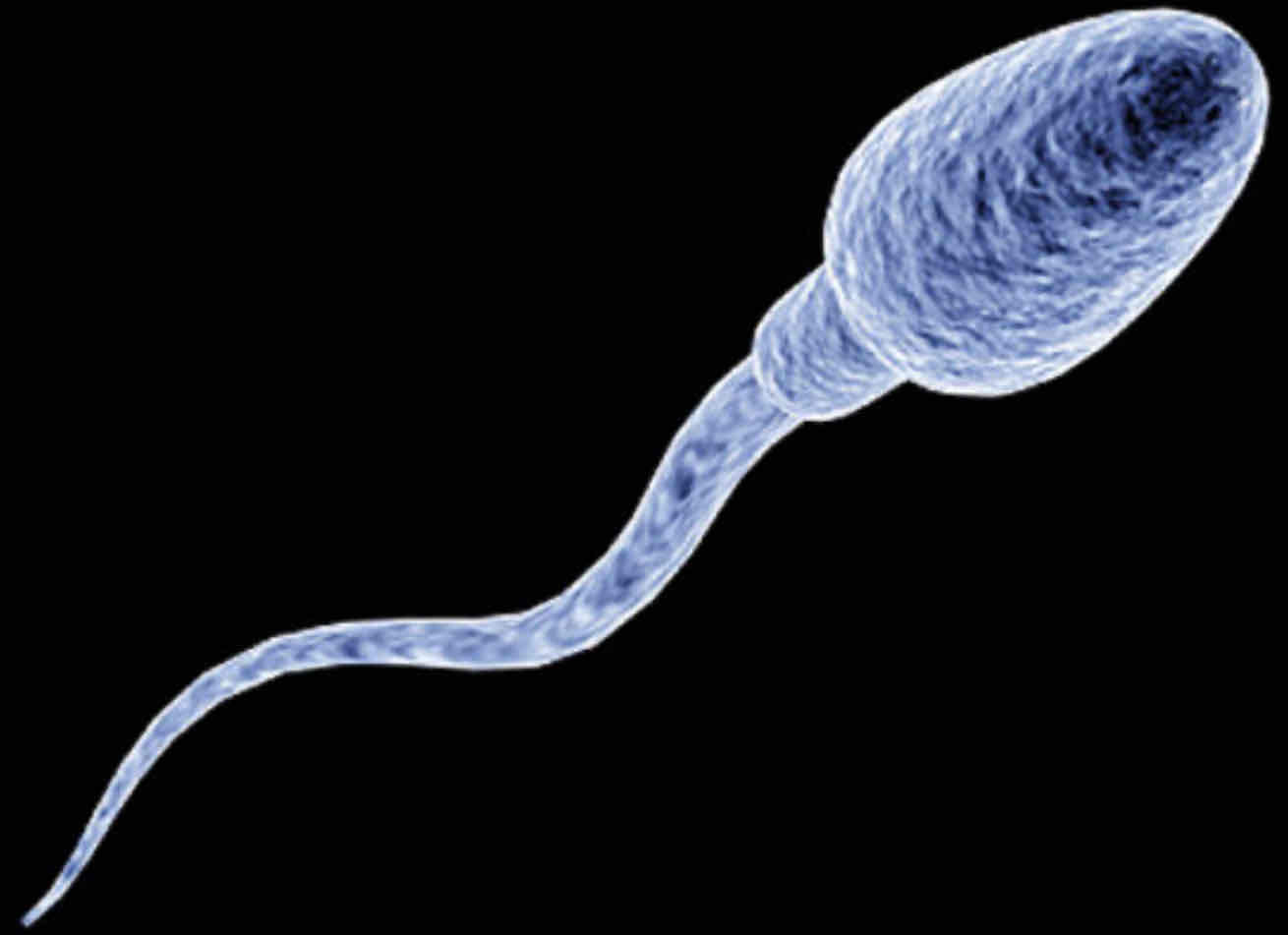 <p>Adaptations of sperm cell</p>