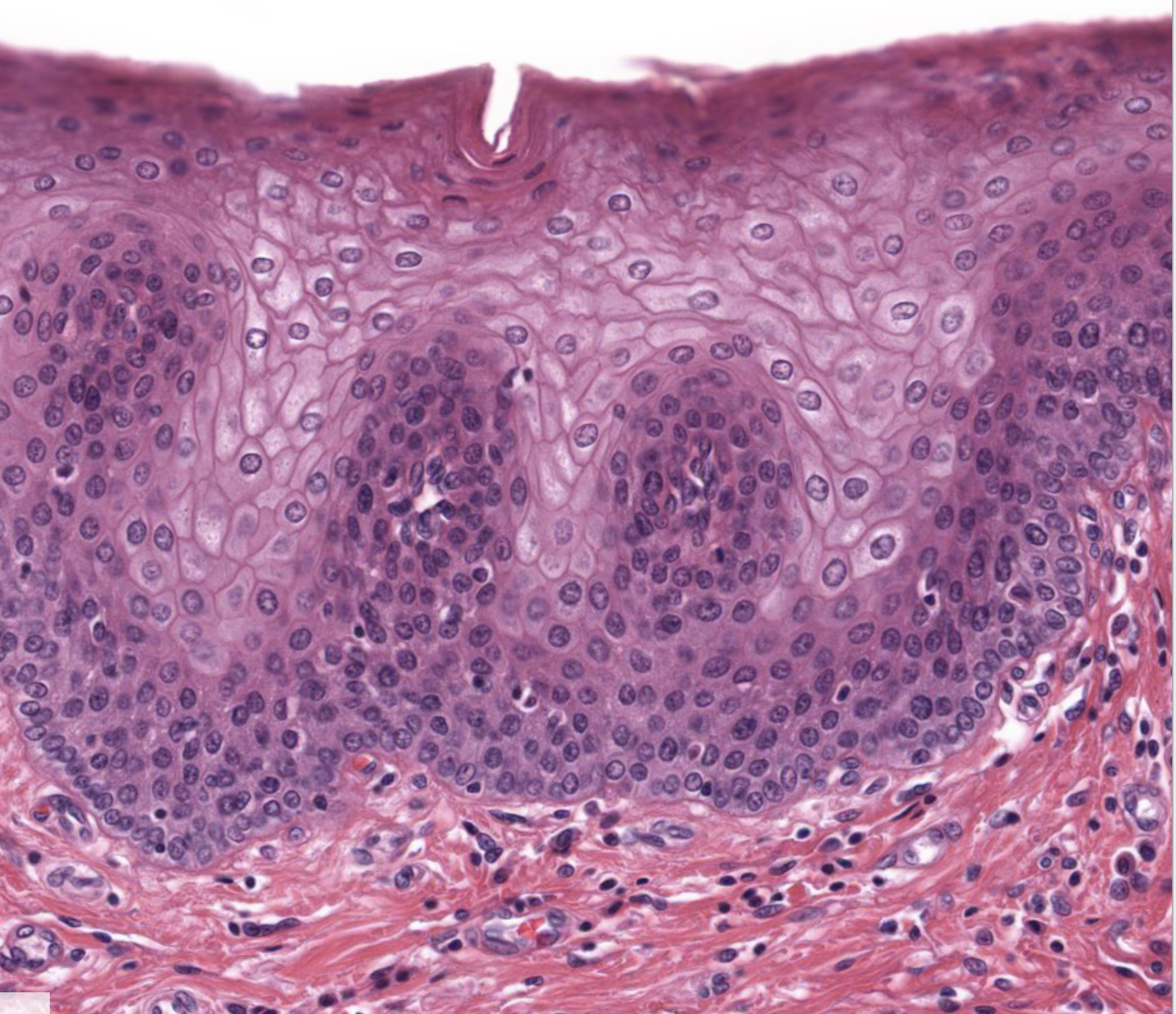 <ol><li><p>What tissue is this?</p></li><li><p>Where can it be found?</p></li><li><p>What is its function?</p></li></ol><p></p>