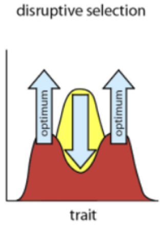 <p>frequencies change to both sides of the equilibrium</p><p></p>