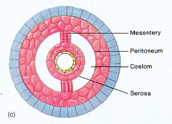 An organism that has a complete body cavity where the ectoderm and the endoderm is lined by mesoderm
