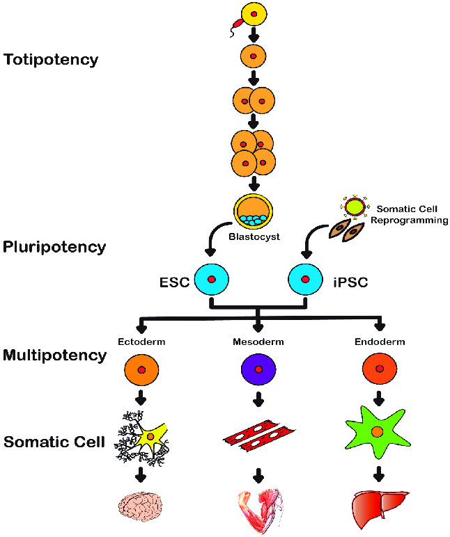 an undifferentiated cell that can later differentiate into any type of cell