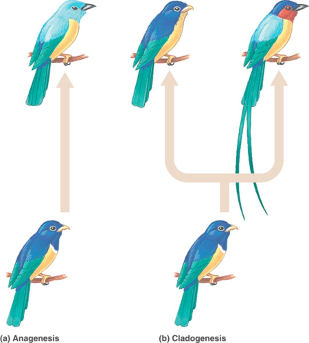 <p>Anagenesis/phyletic evolution</p>