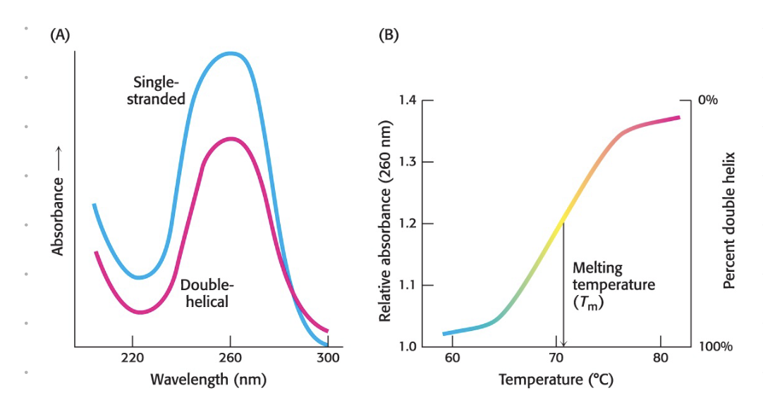 <ol><li><p>mixutre heated to separate DNA strands - contrast to cell where helicase is responsible - heating separates weak (H bonds) forces between strands</p></li><li><p>annealing of primers - cool and force primers to anneal to sequence wanting to be amplified</p></li><li><p>extension - complementary bases hydrogen bond, polymerase catalyses formation of phosphodiester bond, adds nucleotide to growing chain (3’OH to 5’P direction)</p></li><li><p>cycling - repeat, amplicon (newly synthesized strand) becomes template for next cycle, doubling in each cycle. note in the cell, synthesis of entire genome only occurs once at a time, with PCR we can keep cycling as many times as desired</p></li></ol><p></p>