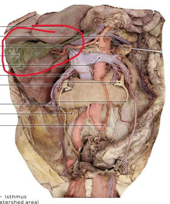 <p>A small organ that stores bile produced by the liver.</p>