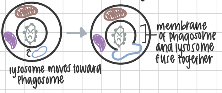 <p>Lysosome and phagosome fuse together to form Phagolysosome</p>
