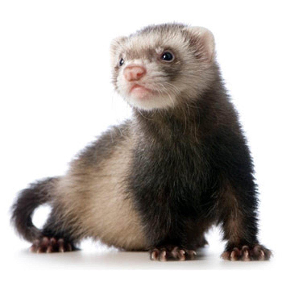 <p>ferret</p>