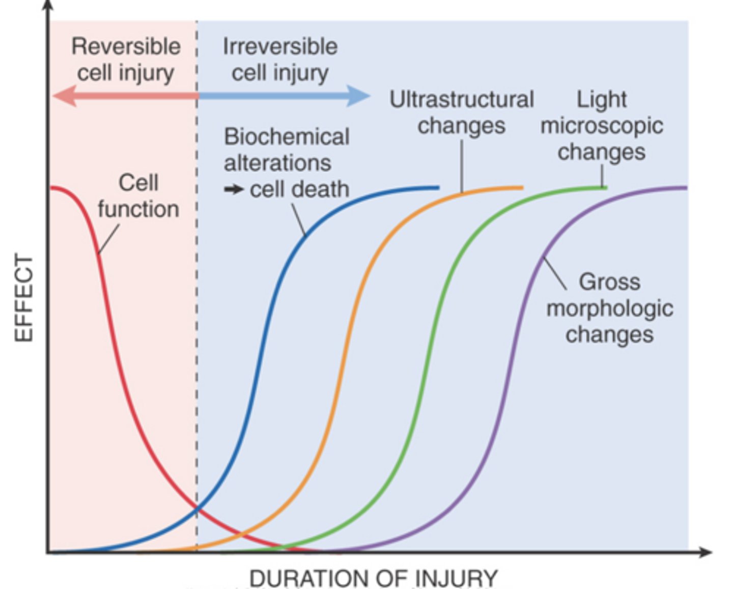 <p>A longer duration of injury may eventually lead to irreversible injury and cell death.</p>
