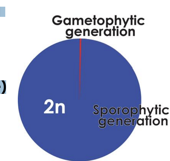 <p>sporophytic generation</p><p>diploid</p><p></p><p>hevailiy </p>
