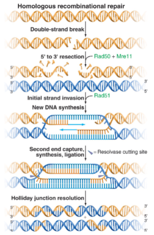 <ol><li><p>Resection exposes single-stranded DNA.</p></li><li><p>RAD51 coats the ssDNA in a nucleoprotein filament and searches for homology.</p></li><li><p>Strand invasion and DNA synthesis occur.</p></li><li><p>Holliday junctions are cleaved to yield the repaired sequence.</p></li></ol><p></p>