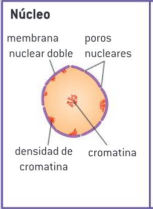 <p>El núcleo contiene los cromosomas, que consisten en ADN asociado a proteínas. El núcleo es donde se replica y transcribe el ADN para formar ARNm, que se exporta al citoplasma a través de los poros nucleares.</p>