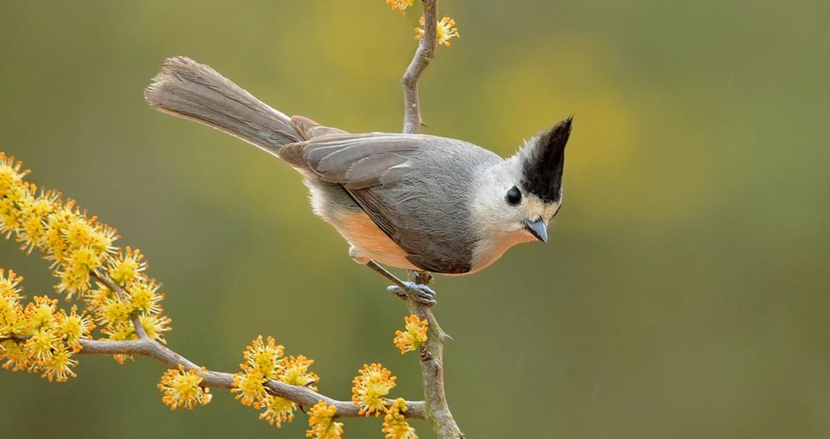 <p>Gray bird with black crest, common in TX.</p>