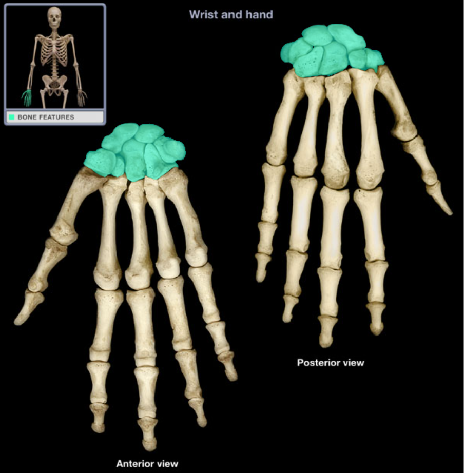 <p>Form wrist joint with radius and ulna</p>