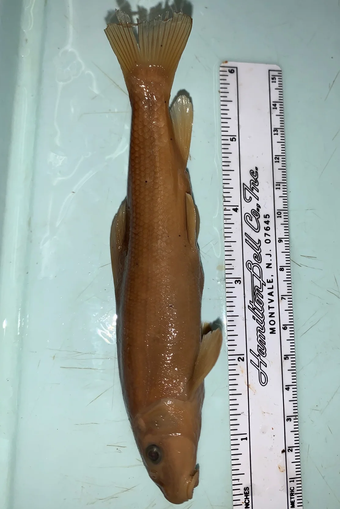 <p>What fish is this?</p>