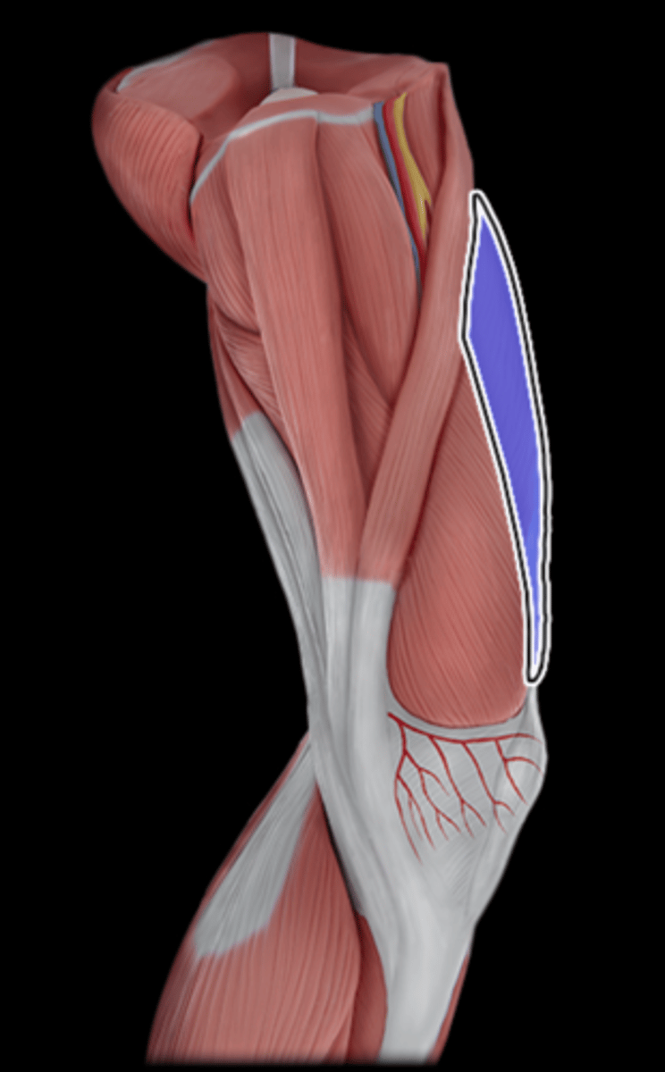 <p>What Muscle Is Highlighted?</p>