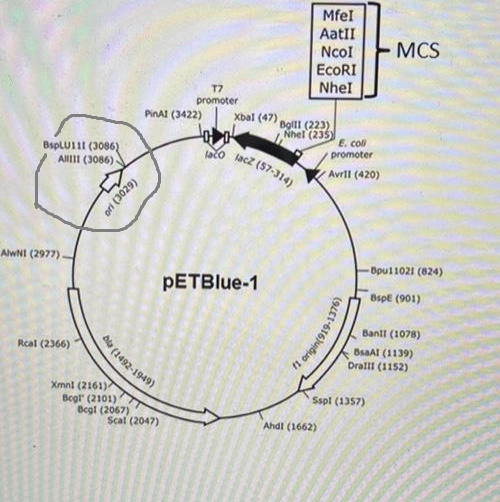 <p>What is the grey area signifying?</p>