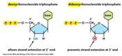 <p><span>Block DNA synthesis; Lack an -OH group at the 3’ position</span></p><p><span>DNA polymerase cannot add a nucleotide to a ddNTP</span></p>