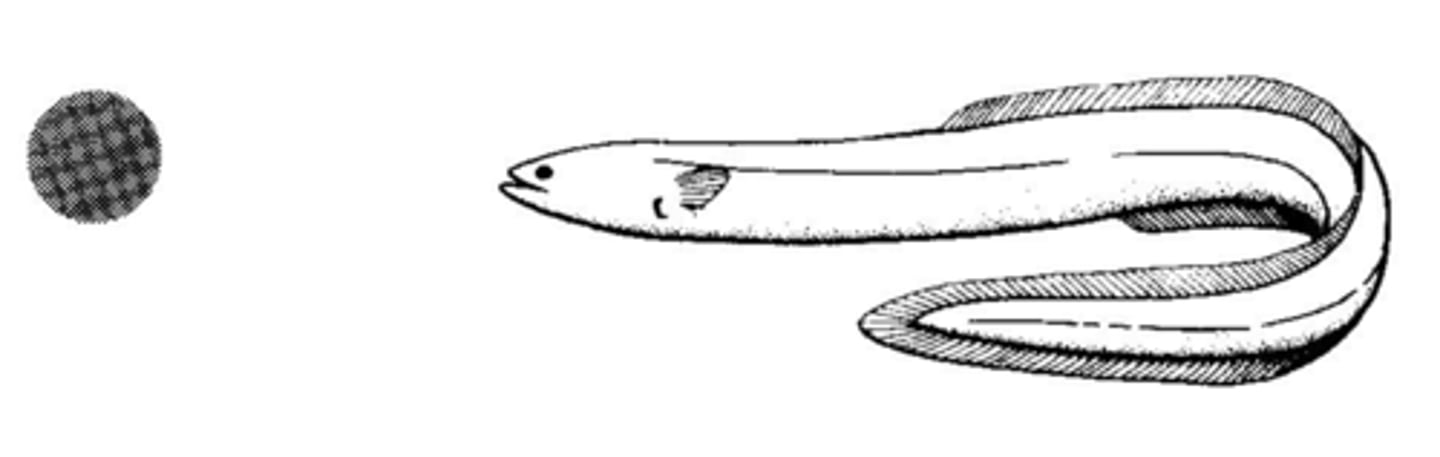 <p>eel-like</p>