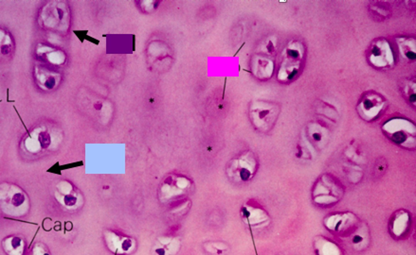 <p>identify the pink box:</p>