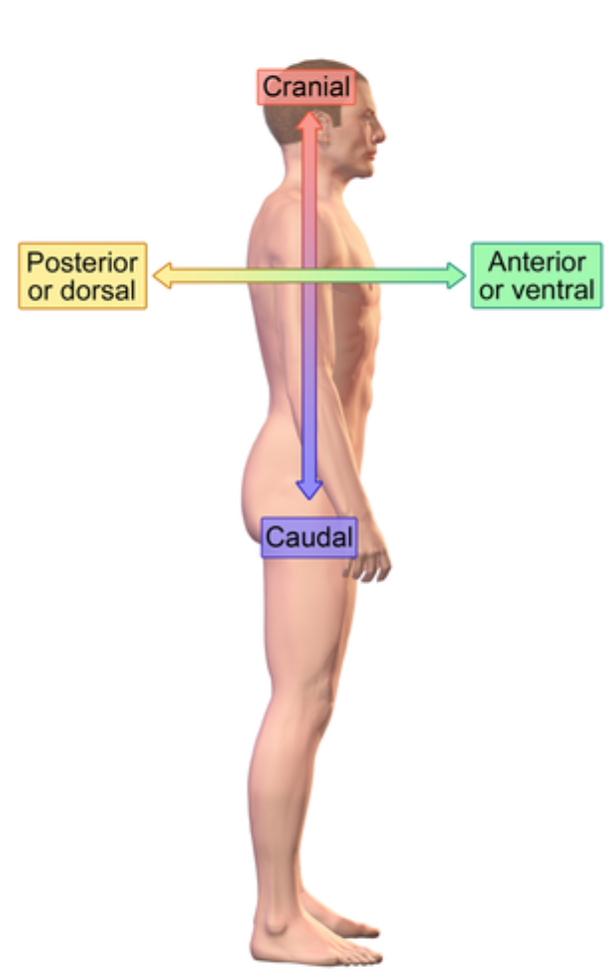 <p>Backside</p><p>e.x: vertical column</p>