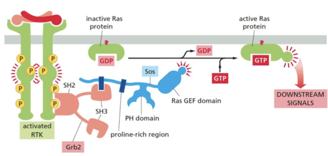 <ol><li><p>SH2 domain proteins bind to phosphorylated tyrosines</p></li><li><p>Grb2 adaptor protein recognizes a specific phosphorylated tyrosine on the activated receptor via SH2 domain.</p></li><li><p>Grb2 recruits the Ras GEF, Sos</p></li><li><p>Ras GEF domain of Sos stimulates the inactive Ras protein to replace its bound GDP by GTP, which activates Ras to relay the signal downstream</p></li></ol>