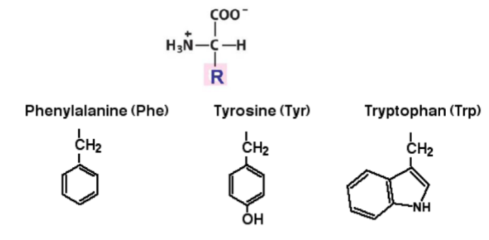 <p>Phenylalanine[PHE] Tyrosine[TYR] Tryptophan[TRP]→ more hydrophobic</p>