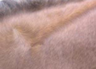 <p>whorl where hair meets along a line and then fans out in a feather shape</p>