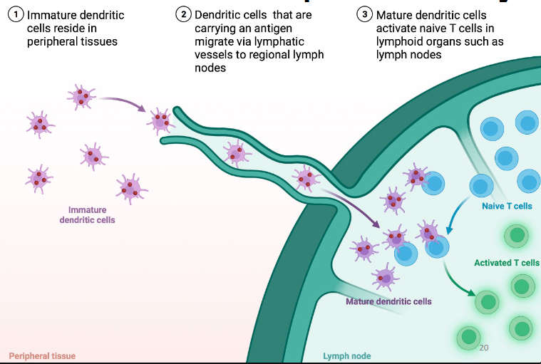 <ul><li><p>DCs travel from site of infection to local secondary lymphoid tissue (lymph node).</p></li><li><p>In secondary lymphoid tissue (lymph node), they interact and activate T cells</p></li></ul><p></p>
