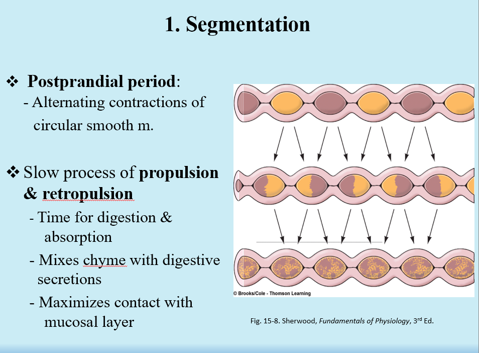 <p>Postprandial period (alternating contractions of smooth m.)</p><p>Slow propulsion/retropulsion</p>