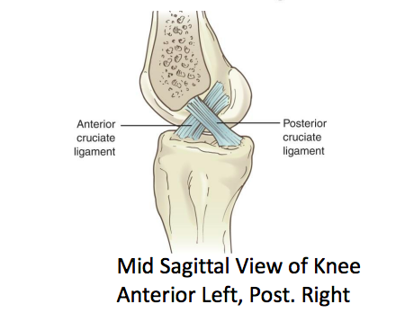 criss-crossed shaped ligaments