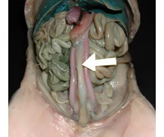 <p>What is the arrow pointing to? What’s it function? </p>