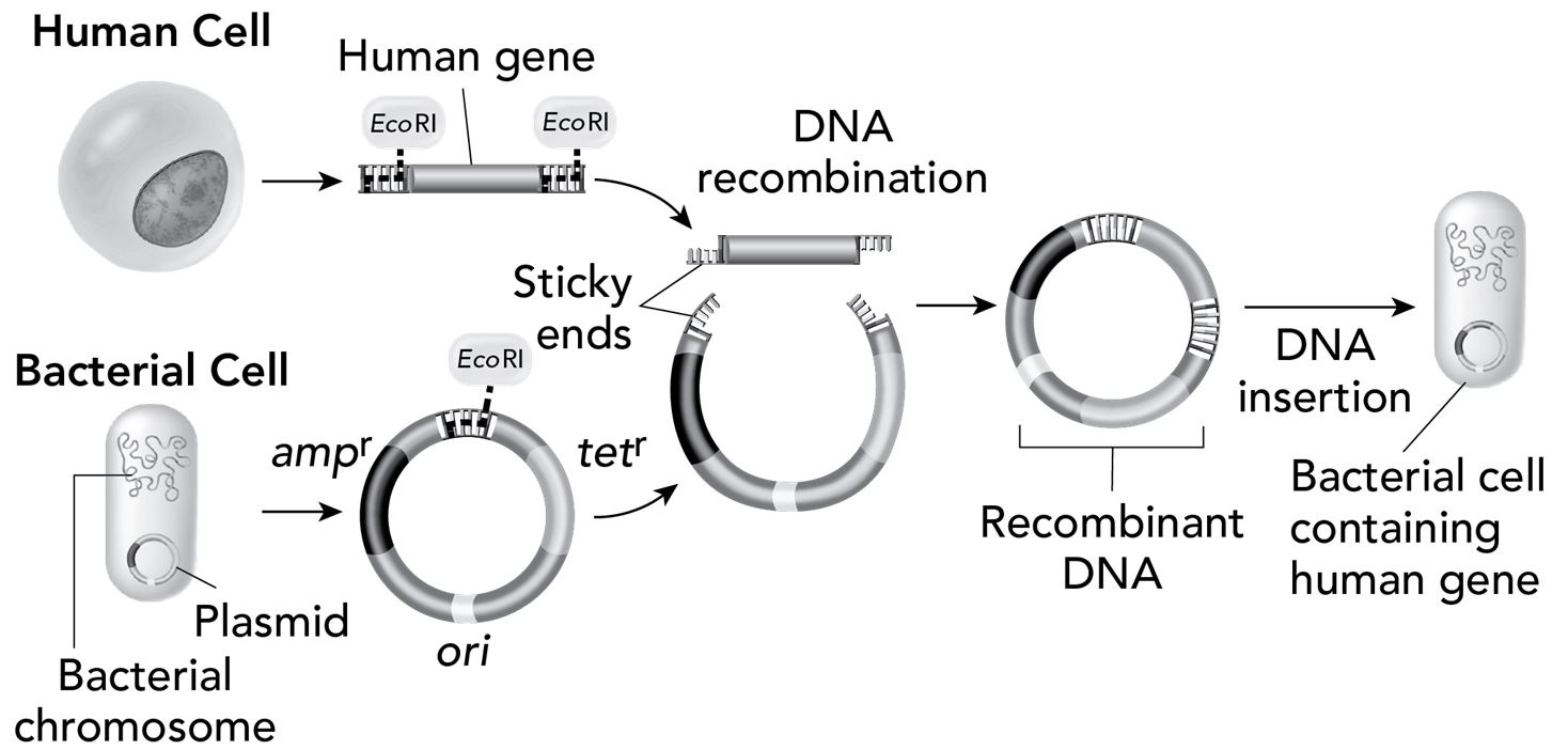 <p>The diagram shows the process of making recombinant DNA and using it to transform a bacterial cell. The recombinant DNA is made by inserting a human gene into a bacterial plasmid. Note that the plasmid contains several genes for antibiotic resistance, including ampr, tetr, and ori.</p><p></p><p>Which is the most likely purpose of the transgenic bacteria that are engineered by this process?</p><p>Responses</p><ul><li><p>using bacteria to produce large quantities of a human protein, such as growth hormone</p><p></p></li><li><p>removing traits of antibiotic resistance from bacteria population</p><p></p></li><li><p>developing bacteria for use in gene therapy</p><p></p></li><li><p>developing new drugs to fight antibiotic-resistant bacteria</p></li></ul>