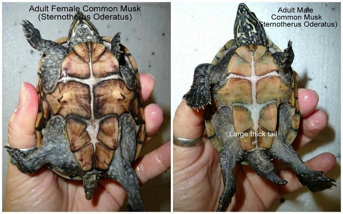 <p>Kinosternidae</p><p><em>Sternotherus odoratus, </em>Common Musk Turtle</p><p>Female left, male right. Males have thicker tails with thicker bases</p>