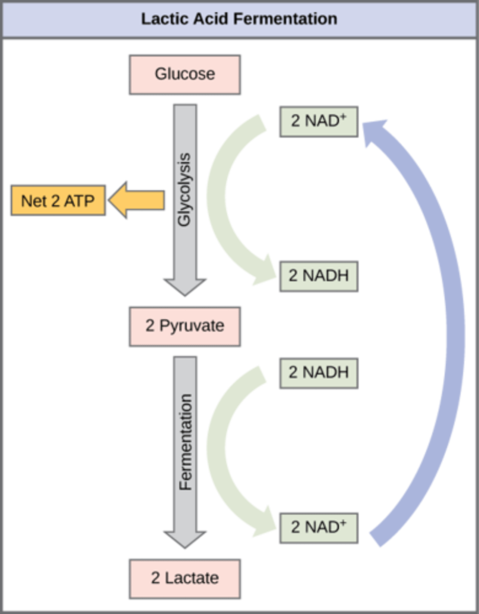 <p>1. glycolysis</p><p>2. fermentation</p>