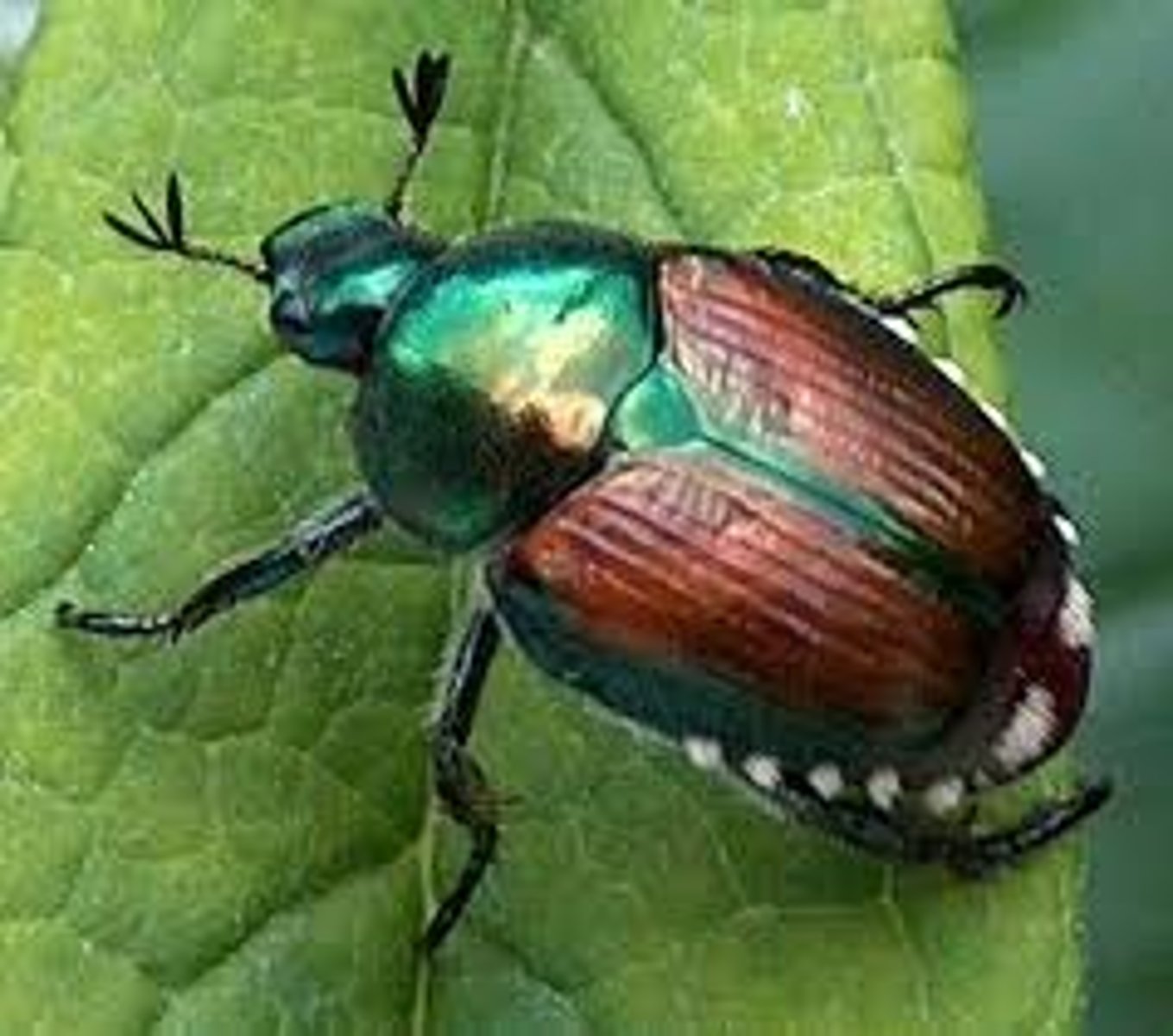 <p>Beetles</p>
