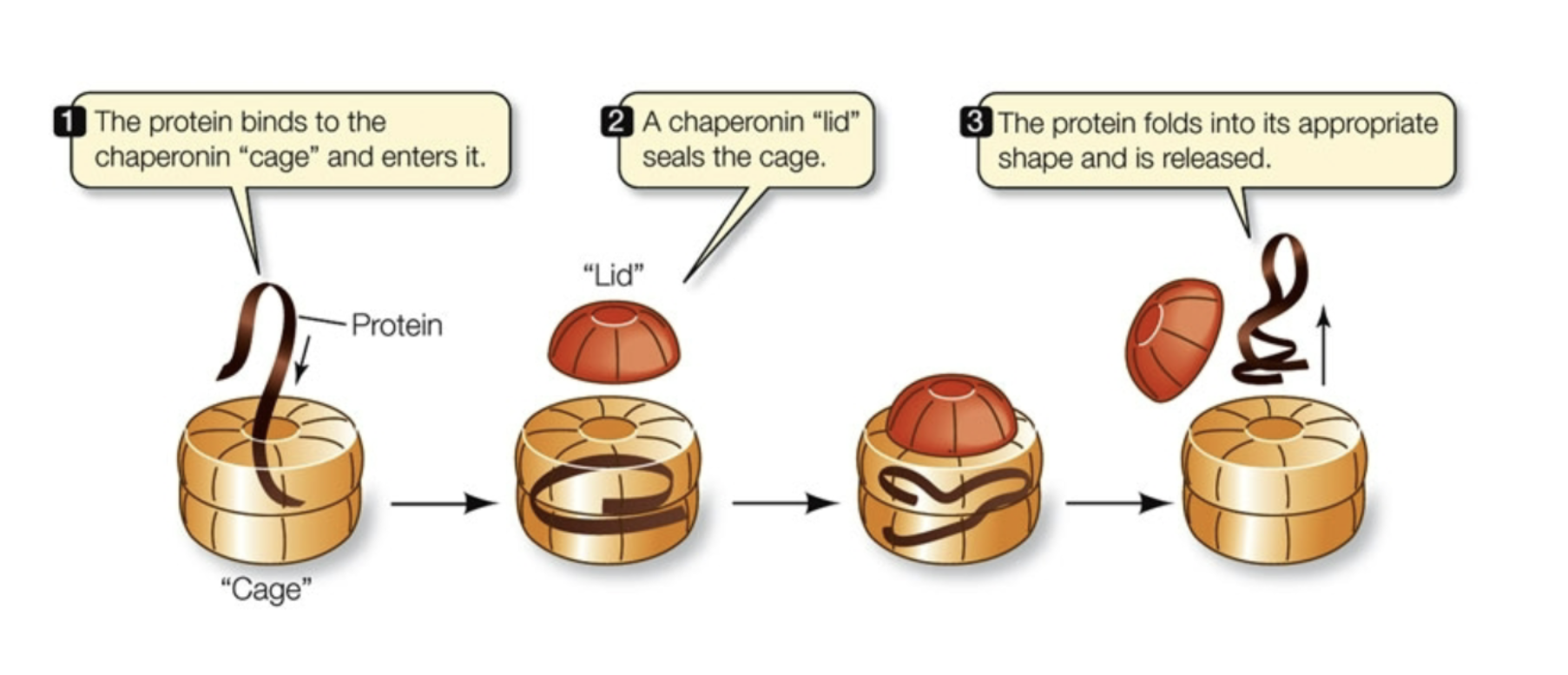 <p>Provide an isolated chemical environment in which proteins can fold!</p>