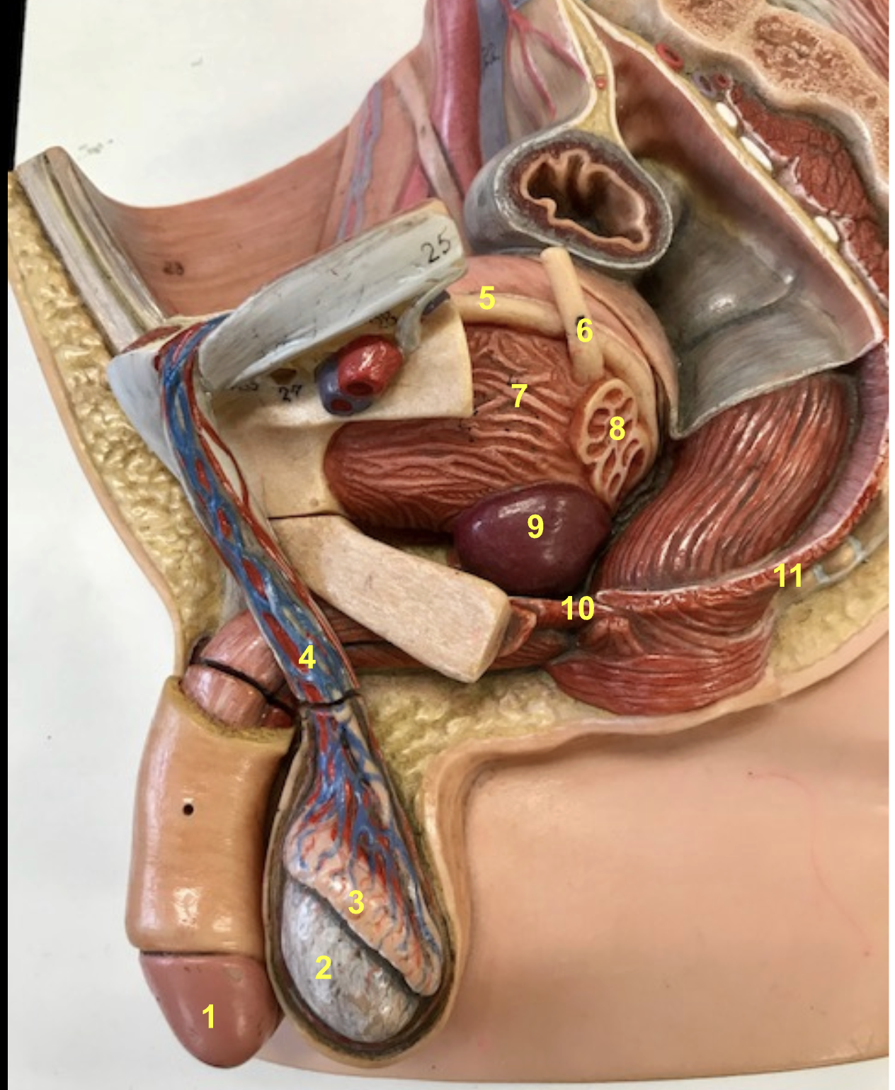 <p>What is number 3?</p>