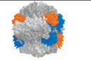 <p>Increase the rate of biological reactions</p>